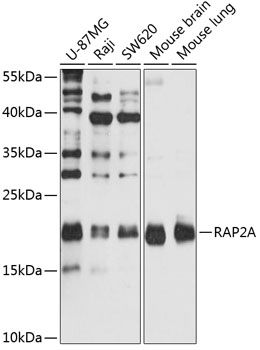 RAP2A antibody