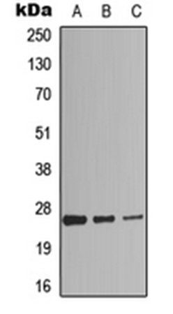 RAP2C antibody