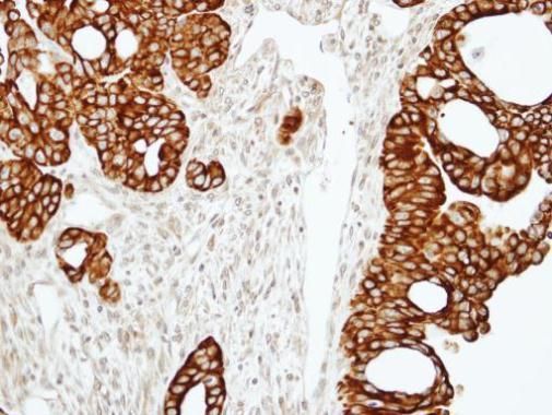RAP2C antibody
