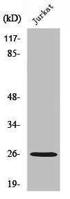 RAP2C Antibody