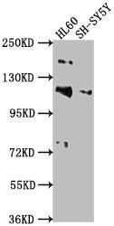 RAPGEF1 antibody