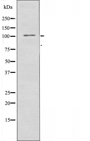 RAPGEF3 antibody