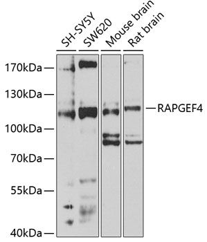 RAPGEF4 antibody