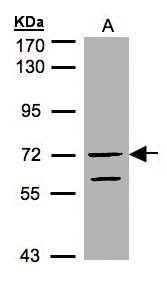 RAPGEF5 antibody