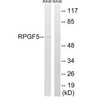 RAPGEF5 antibody