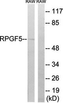 RAPGEF5 Antibody