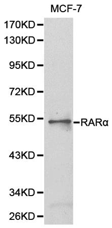 RARA antibody