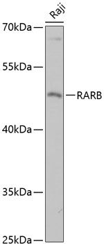 RARB antibody