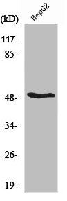 RARB Antibody