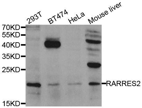 RARRES2 antibody