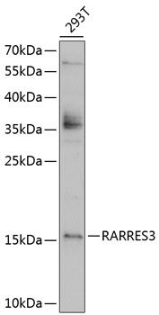 RARRES3 antibody