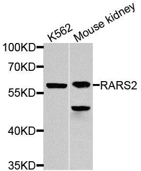 RARS2 antibody