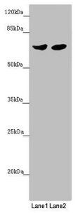 RARS2 antibody