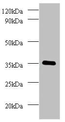 RRAGA Antibody