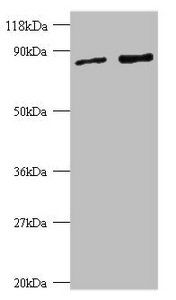 Ras-related protein Rab-1A antibody