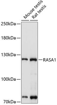 RASA1 antibody