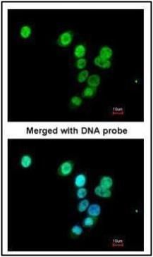 RASAL1 antibody