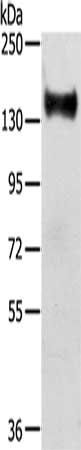 RASAL2 antibody