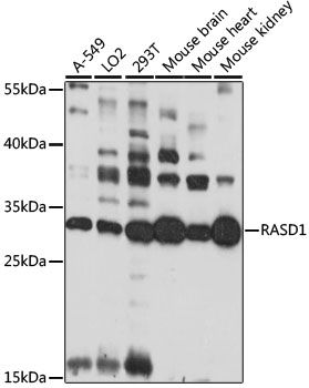 RASD1 antibody