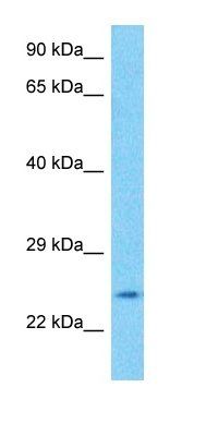 RASF4 antibody