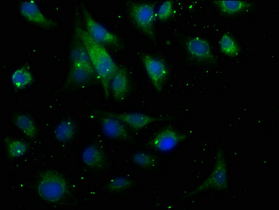 RASGEF1A Antibody
