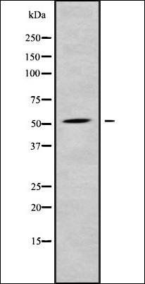 RASGEF1C antibody