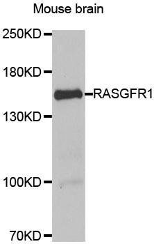RASGRF1 antibody