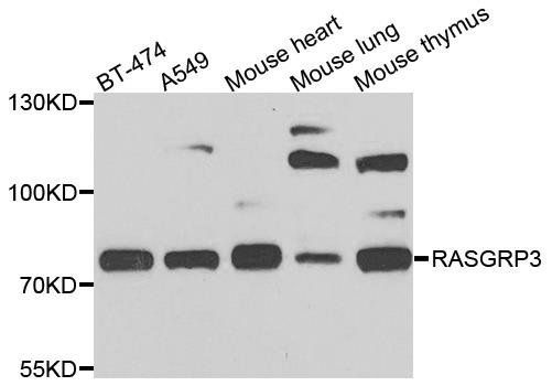 RASGRP3 antibody