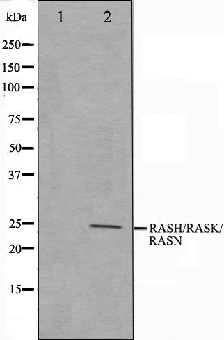 RASH/RASK/RASN antibody
