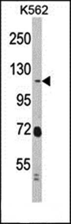 RASIP1 antibody