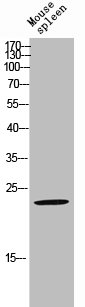 RASL10A Antibody