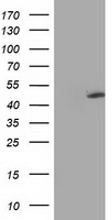 RASSF1 antibody