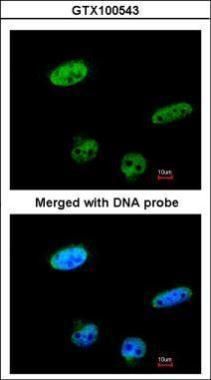 RASSF1 antibody [N1C3]