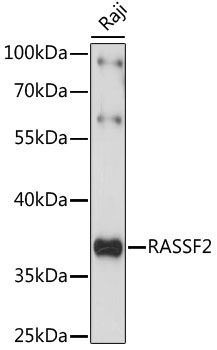 RASSF2 antibody