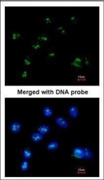 RASSF2 antibody [N1C3]