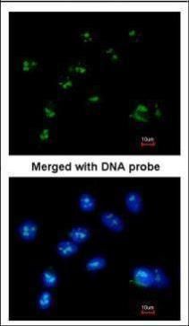 RASSF2 antibody