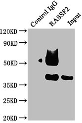 RASSF2 antibody