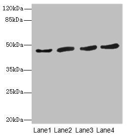 RASSF5 Antibody