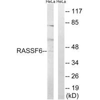 RASSF6 antibody