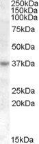 RASSF7 antibody