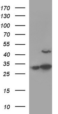RASSF8 antibody