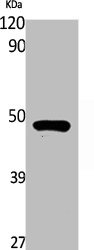 RASSF8 antibody