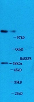RASSF8 Rabbit Polyclonal Antibody