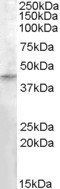 Goat anti-RASSF8 Antibody