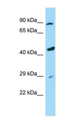 RASSF9 antibody