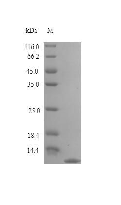 Rat CCL3 protein (Active)