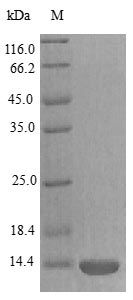 Rat D4A875 protein (Active)