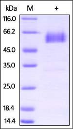 Rat PD-1 Protein, Fc Tag