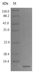 Rat Q9QZD1 protein (Active)