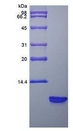 Rat BD-3 protein